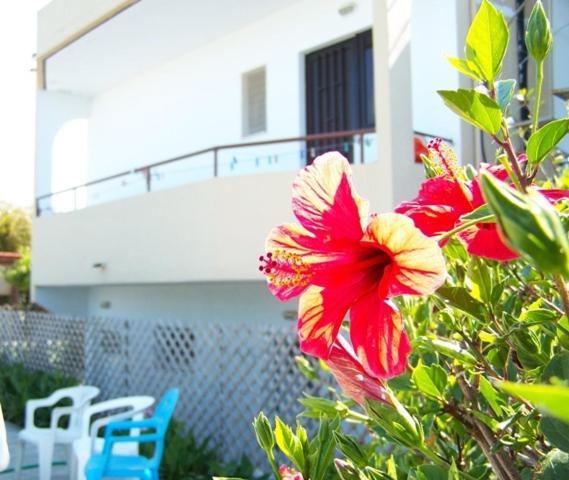Theológos Evi Apartments And Studios מראה חיצוני תמונה